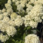 Hortenzia metlinatá (Hydrangea paniculata) ‘MAGICAL MONT BLANC’ - výška 90-100 cm, kont. C10L - NA KMIENKU